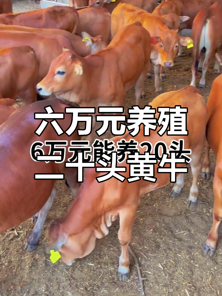 山南最新线上套医保的黄牛是真的吗方法分析(最方便真实的山南线上套医保的黄牛是真的吗能报销吗方法)